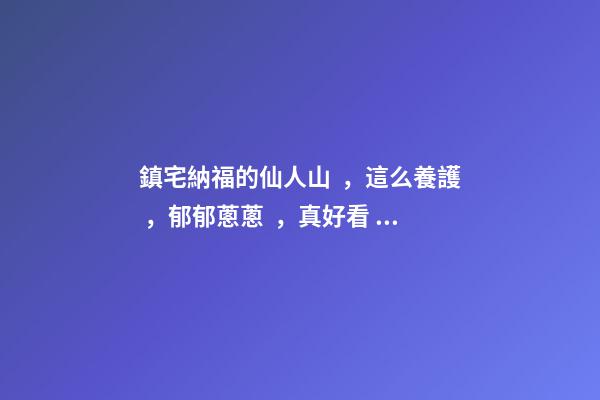 鎮宅納福的仙人山，這么養護，郁郁蔥蔥，真好看！